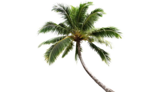 A green yellow palm tree