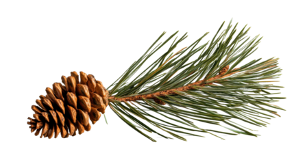 Ponderosa pine cone and needles resting on transparent background