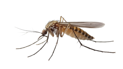 A mosquito is standing on a white background
