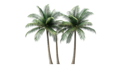Three coconut palm trees growing on transparent background