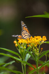 MOnarch butterfly feeding on yellow flowers in sunddy day in Lima Peru