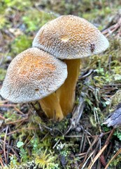 Mushrooms of the Oregon coast