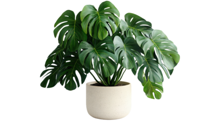 A large plant with green leaves is in a white bowl