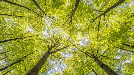 Fototapeta premium Lush green trees create vibrant canopy, inviting tranquility and peace