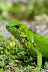 Charming Small Green Iguana Amid Lush Tropical Foliage