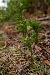 Small Pine Tree Sprouts From The Forest Floor