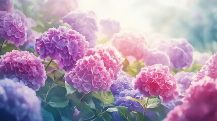 Vibrant hydrangea blossoms in garden sunlight