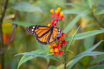 MOnarch butterfly feeding on yellow flowers in sunddy day in Lima Peru