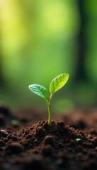 Tiny coffee seedlings emerge from earthy soil in forest clearing, plant life, nature