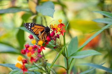 MOnarch butterfly feeding on yellow flowers in sunddy day in Lima Peru