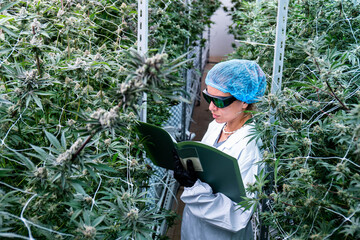 Careful calculations take place among lush cannabis plants on a medical plantation.
