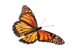 Fototapeta premium Butterfly Flying Isolated on Transparent Background