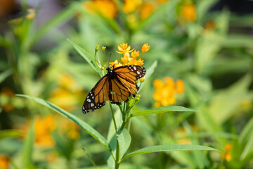 MOnarch butterfly feeding on yellow flowers in sunddy day in Lima Peru