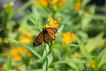 MOnarch butterfly feeding on yellow flowers in sunddy day in Lima Peru