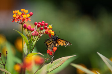 MOnarch butterfly feeding on yellow flowers in sunddy day in Lima Peru