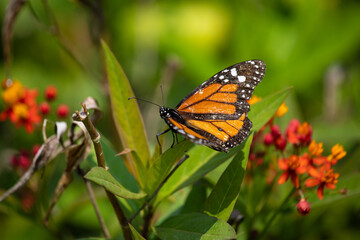 MOnarch butterfly feeding on yellow flowers in sunddy day in Lima Peru