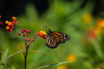 MOnarch butterfly feeding on yellow flowers in sunddy day in Lima Peru