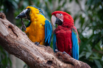 blue and yellow macaw