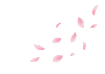 春の風に吹かれて舞い落ちる桜の花びら　背景切り抜きイラスト