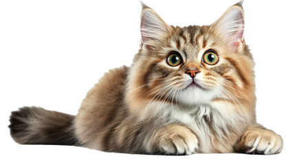 A cat with green eyes is laying on a white background