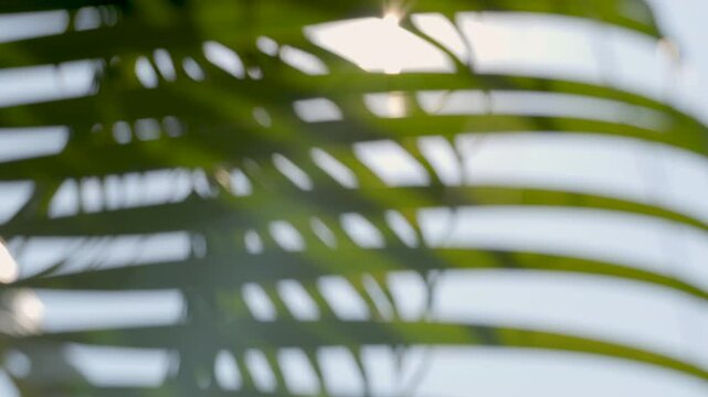 Out of focus green palm leaf swaying in the breeze with sunlight shining through, abstract nature background