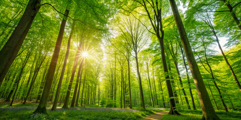 Fototapeta premium Wander through this picturesque landscape, where nature’s palette unfolds among towering trees. Enjoy the serene beauty of the forest and its vibrant spring canopy under the sun.