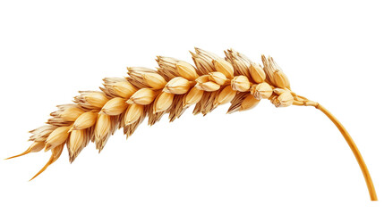 Mature golden wheat