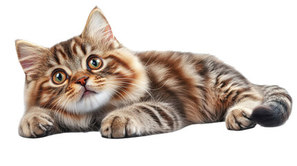 A cat with green eyes is laying on a white background