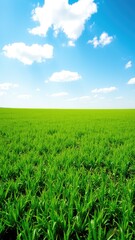 Fototapeta premium Green field and blue sky, clean sky with cloud, grass landscape background,