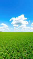 Obraz premium Green field and blue sky, clean sky with cloud, grass landscape background,