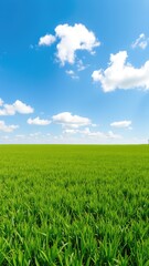 Fototapeta premium Green field and blue sky, clean sky with cloud, grass landscape background,
