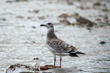 Pallassgull 