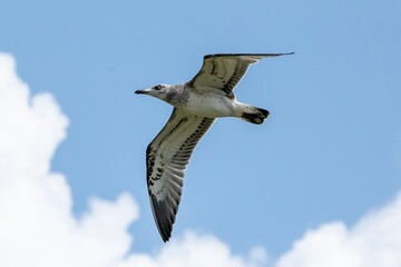 Pallassgull 