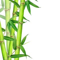 Obraz premium Green fresh bamboo stems with leaves floral decor element. Vintage style watercolor realistic illustration. Hand painted bamboo border tropical decoration isolated on white background