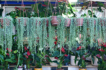 Green indoor plants hanging in pots create a tranquil atmosphere