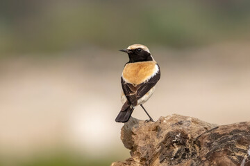 Desert Wheatear