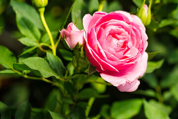 Close-up of a vibrant rose blooming in lush green foliage on a sunny day