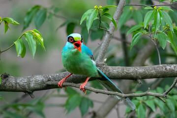 Green Magpie