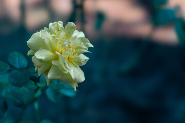 黄薔薇の静寂な美しさ