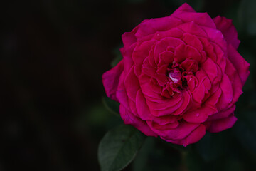 深紅のバラのクローズアップ、暗い背景に際立つ美しさ