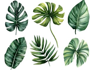 Fototapeta premium Watercolor Tropical Leaves Monstera Palm Exotic Foliage