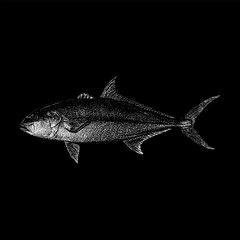 Amberjack hand drawing vector isolated on black background.