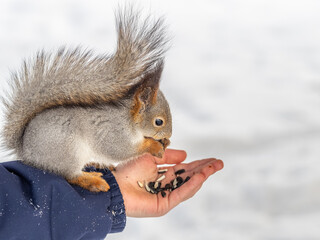 Squirrel eats nuts from a man's hand. Caring for animals in winter or autumn.