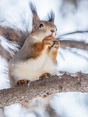 The squirrel with nut sits on tree in the winter or late autumn