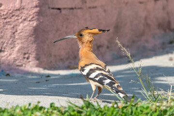 Eurasian Hoopoe