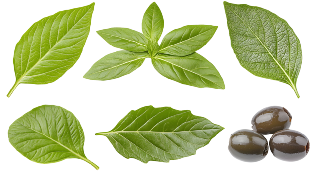 A beautifully arranged composition of lush green leaves vibrant red tomatoes creamy white mozzarella crisp bell peppers and rich black olives all set against a clean minimalist white background