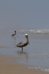 Pelican
