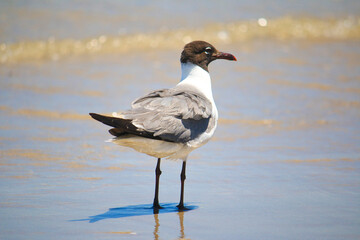 Seagull