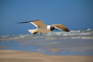 Seagull