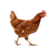 Fototapeta premium Beautiful Brown Hen Walking Isolated on White Background
